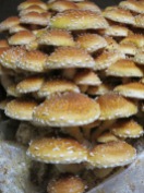 Hamburger buns or cinnamon cap mushrooms?