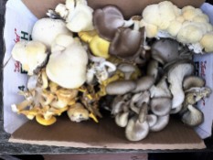 Part of our haul from the day - mushroom feast!